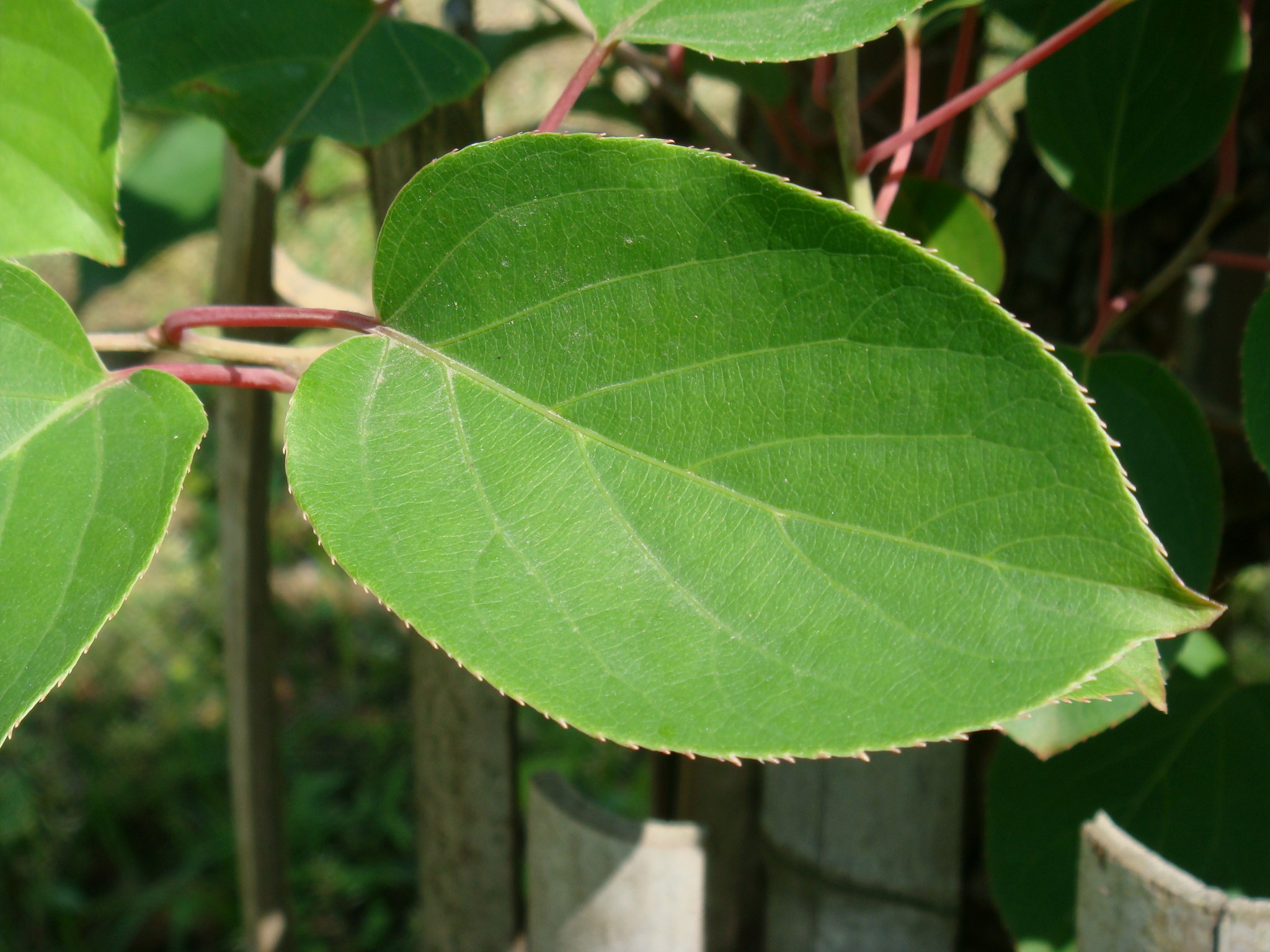 Actinidia Rufa (Siebold & Zuccarini) Planchon Ex Miquel